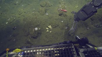 Media type: image;   Invertebrate Zoology 153142 Description: live specimen;
